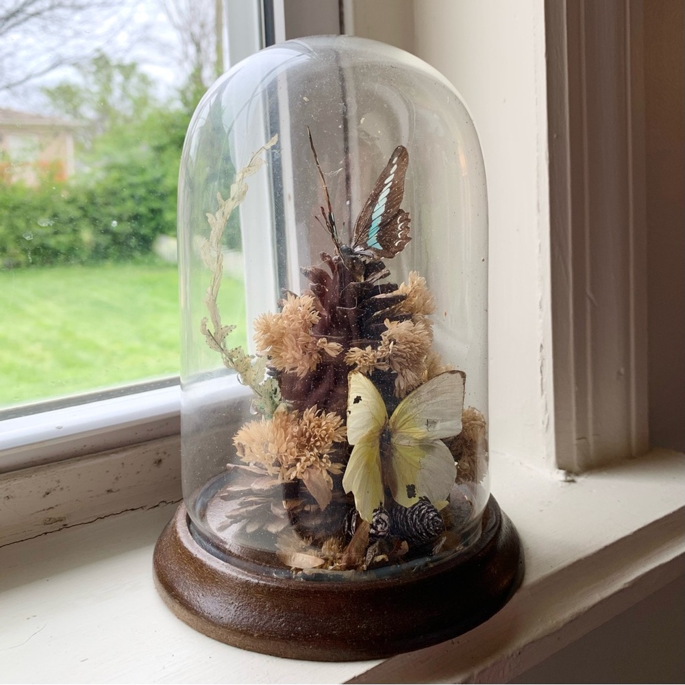 Decorative Glass Dome with Taxidermy Butterflies and Pinecones